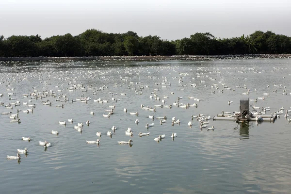 Stock image Group of Ducks