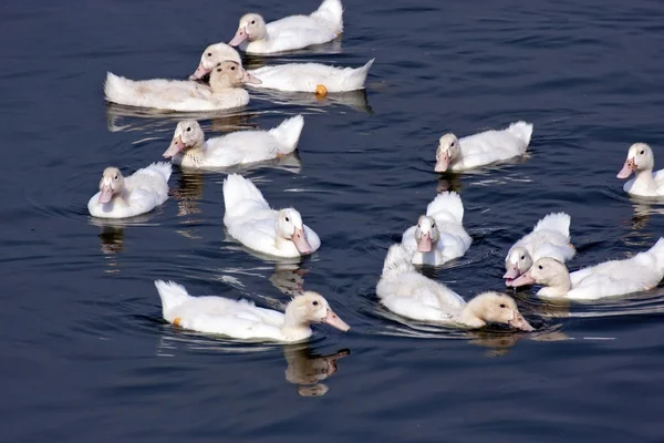 集团的鸭子 — 图库照片