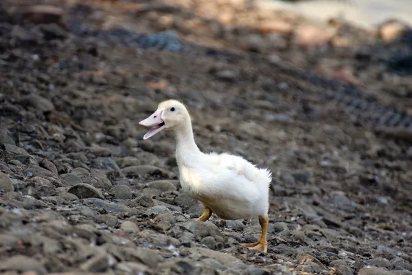 Pato único — Fotografia de Stock