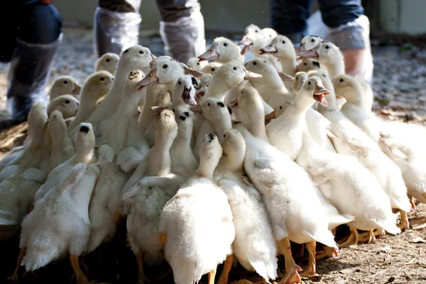 Grup ördek — Stok fotoğraf