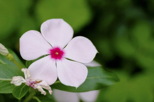 White flora — Stock Photo, Image