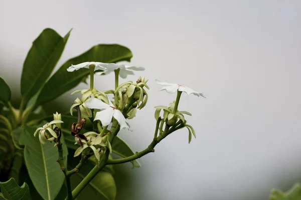 白色植物区系 — 图库照片
