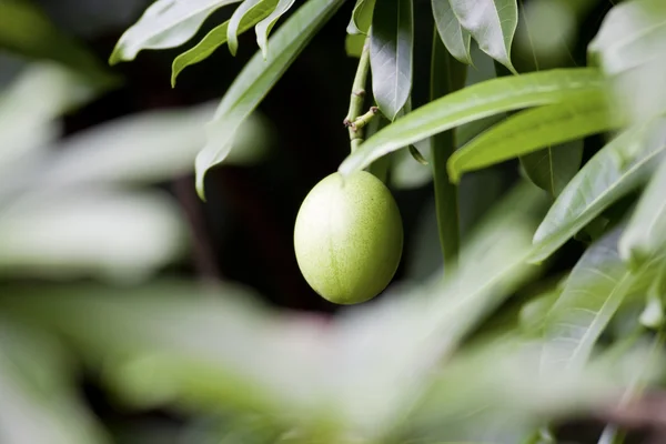 Морское манго — стоковое фото