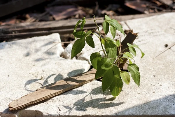 タフな植物 — ストック写真