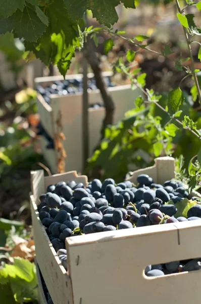 Gaiola de uvas em vinhas — Fotografia de Stock