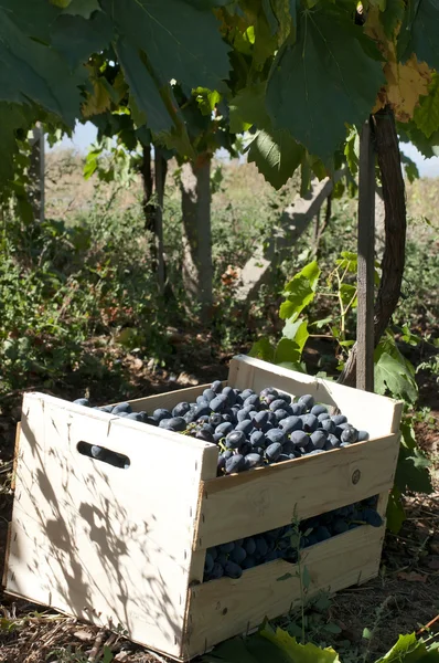 Låda av druvor i vingårdar — Stockfoto