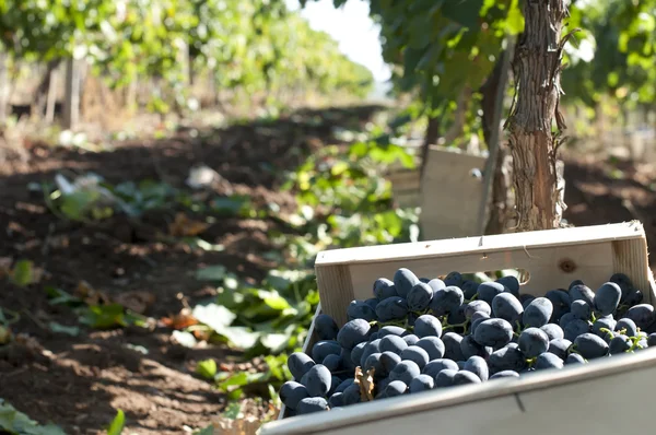 Ящик винограда в виноградниках — стоковое фото