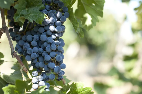Merlot szőlő szőlő — Stock Fotó