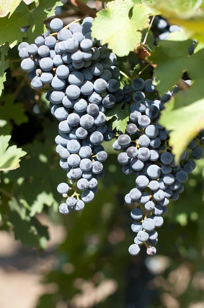 Merlot druiven op grapevine — Stockfoto