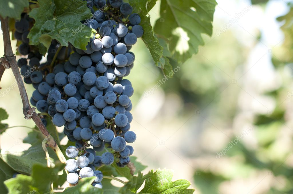 Merlot grapes on grapevine
