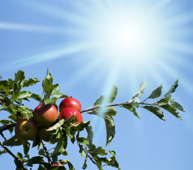 Apples lited by the sun clipart