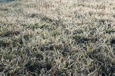 Grass with frost in winter