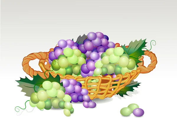 stock vector Basket with grapes