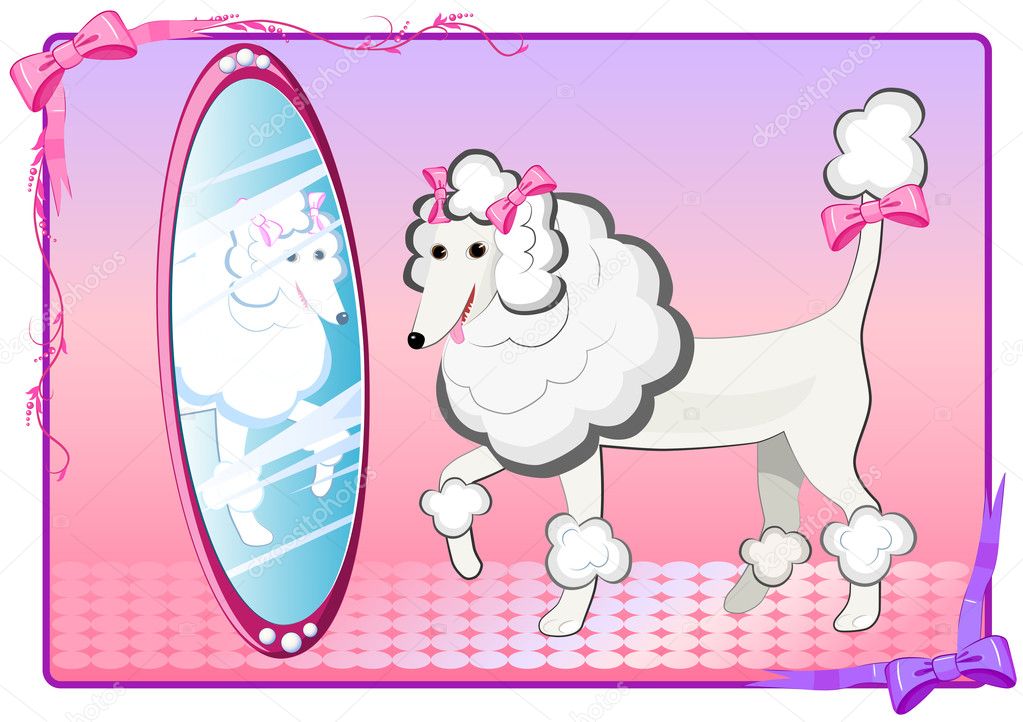 The poodle and the mirror