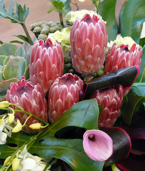 Flores de protea — Fotografia de Stock