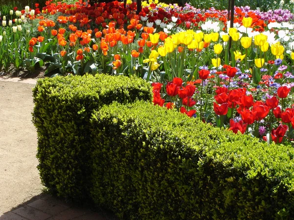 Beautiful tulips in park — Stock Photo, Image