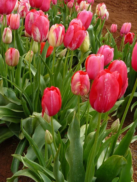 Gyönyörű tulipánok — Stock Fotó