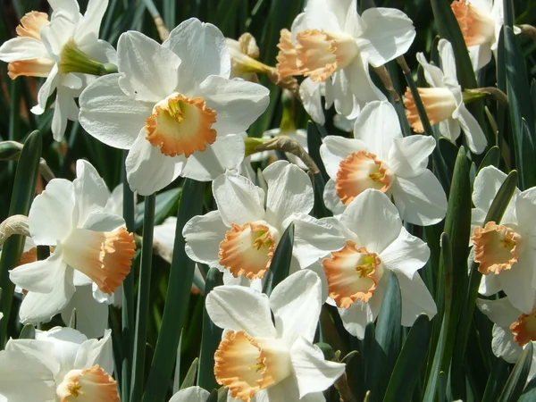 stock image Beautiful daffodils