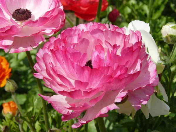 Beautiful poppies — Stock Photo, Image