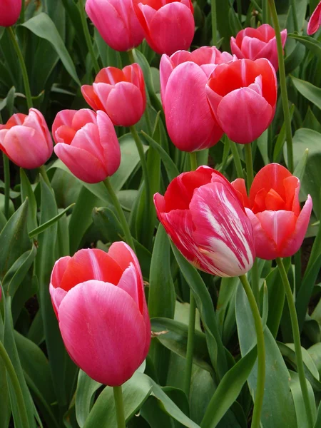 Gyönyörű tulipánok — Stock Fotó