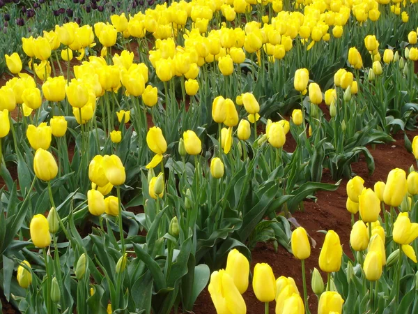 Gyönyörű tulipánok Stock Kép