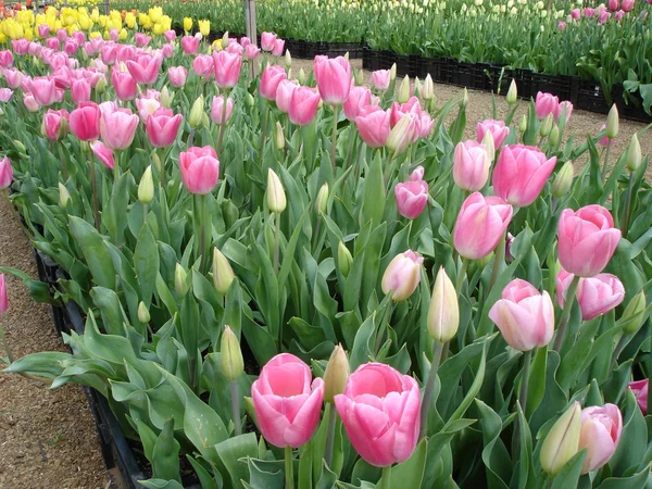 Gyönyörű tulipánok Stock Kép
