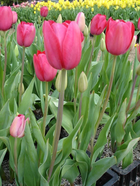 Hermosos tulipanes Imagen de archivo