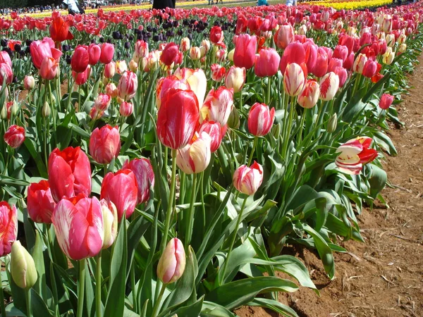 Piękne tulipany Zdjęcie Stockowe