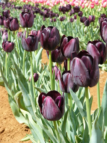 Belles tulipes Photos De Stock Libres De Droits