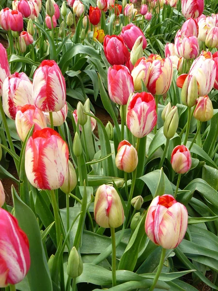Schöne Tulpen lizenzfreie Stockfotos