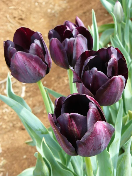 Gyönyörű tulipánok Jogdíjmentes Stock Fotók