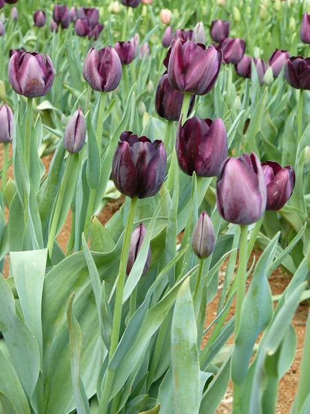 Hermosos tulipanes Imágenes de stock libres de derechos