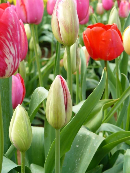 Hermosos tulipanes Imágenes de stock libres de derechos