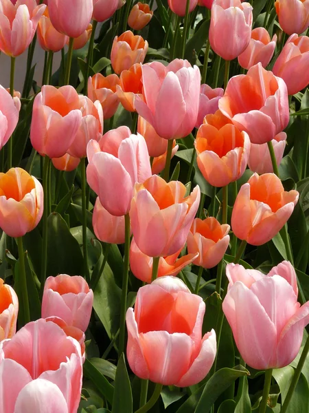 Schöne Tulpen Stockfoto