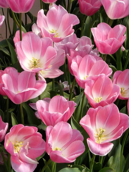 Hermosos tulipanes Imagen de archivo