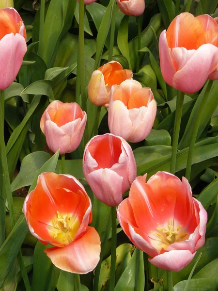 Hermosos tulipanes Fotos de stock