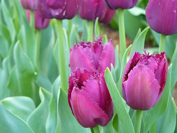 Hermosos tulipanes Imagen de stock