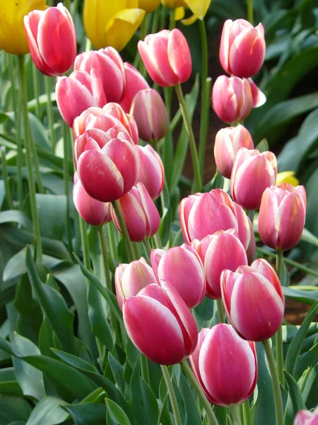 Schöne Tulpen Stockfoto