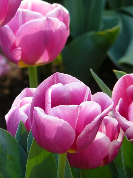 Красиві тюльпани Стокове Зображення