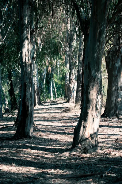 stock image Forest