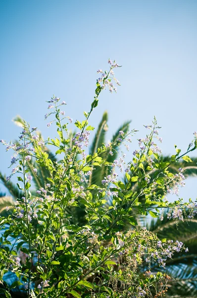 Plant and sky — Stock Photo, Image