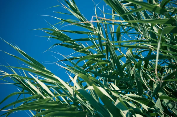 stock image Big plant