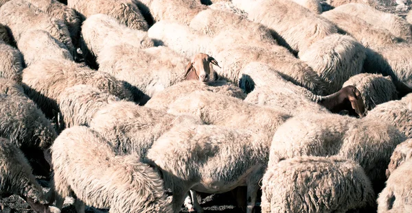 羊的朋友 — 图库照片