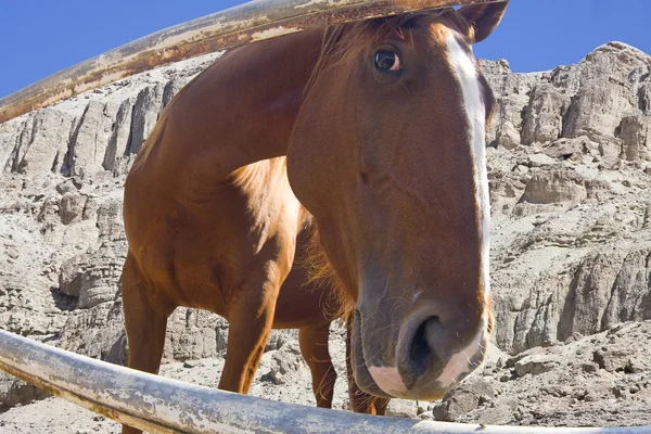 Häst på staketet — Stockfoto