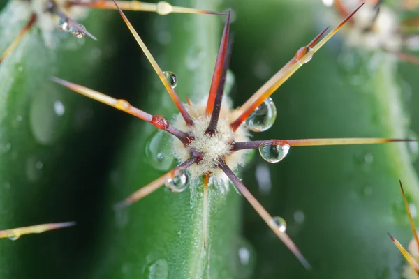 stock image Drops of water on a cactus