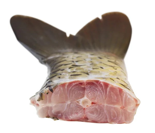 新鮮な鯉魚の尾のクローズ アップ — ストック写真