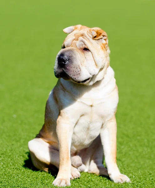 Шар-пей собака на зеленій галявині — стокове фото