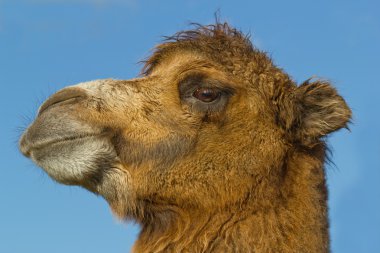 Portrait of a camel clipart