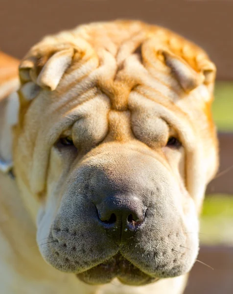 Шар-пей собака на зеленой лане — стоковое фото