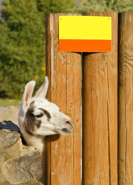 Aussehendes Lama — Stockfoto